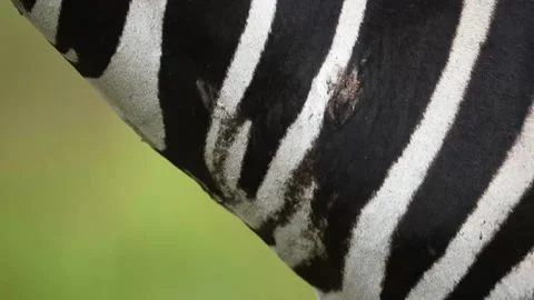 A 4K vid of a herd of Zebra in mating season fighting for dominance Stock Footage 263131256