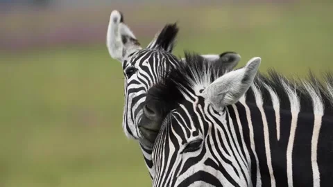 A 4K vid of a herd of Zebra in mating season fighting for dominance Stock Footage 263131363