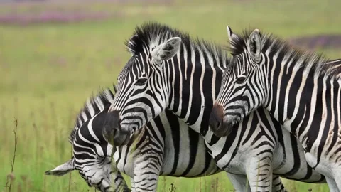 A 4K vid of a herd of Zebra in mating season fighting for dominance Stock Footage 263131441