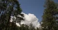 4K Video 30p - Forest and puffy clouds in time lapse V4 4k or 4k+ Resolution