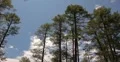 4K Video 30p - Forest and puffy clouds in time lapse V2 4k or 4k+ Resolution