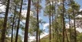 4K Video 30p - Forest and puffy clouds in time lapse V4 4k or 4k+ Resolution