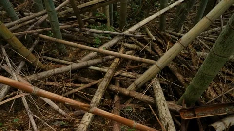4K Video of Abandoned Bamboo Forests, a Problem in Japan. Stock Footage 221214280