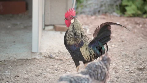 4k video about a nice red-crested rooster walking alone in his corral Stock Footage 136322437