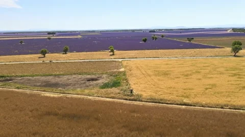 4k video aerial of lavender, corn and ruin in valensole in provence Stock Footage 161992017