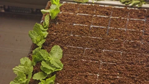 4K Video Agricultural Robot Interacting with Young Plants in Soil Stock Footage 332157608