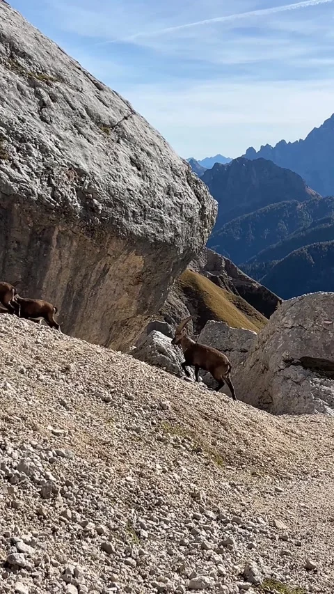 4K Video of Alpine Ibex in the Dolomites – Wild Mountain Goats on Rocky Slope Stock Footage 331082362
