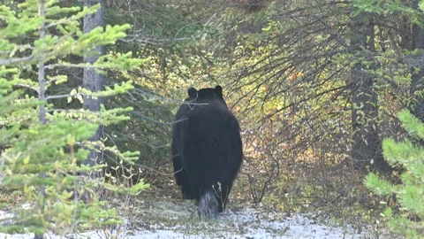 4K Video Of An American Black Bear on snow in forest Video stock 140253760
