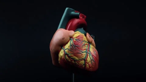 4K Video of Anatomically Accurate Human Heart Model Rotating in Dark Backgr.. Vídeos de archivo 296206918