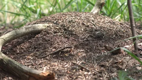 4k video Anthill in the forest Stock Footage 130718002