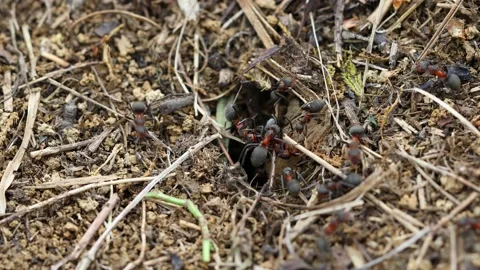 4k video of ants working on ants nest. Stock Footage 130359785