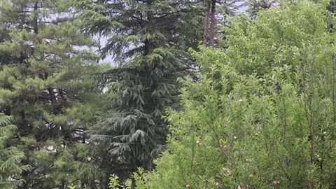 4k video of apples hanging from tree in apple orchard in himachal pradesh ind Stock-Footage 209103209