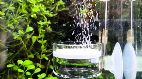 4K video of an aquarium CO2 diffuser producing a steady stream of fine bubbles Video stock 317298548