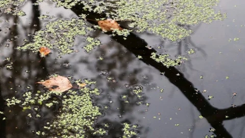 4k video. Autumn leaf floating in an overgrown pond Stock Footage 94755543
