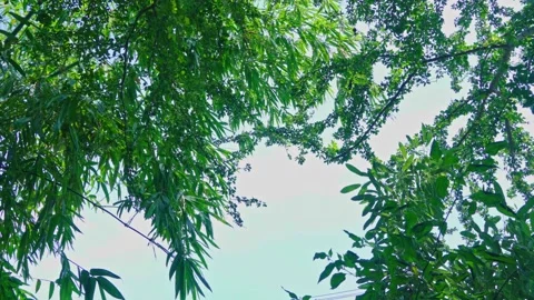 4k video, bamboo tree leaf in the wind with blue sky background, green leaf natu Stock Footage 232830259
