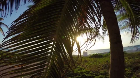 4K video of Beach through Palm Frawns at South Beach, Florida Video stock 61899501