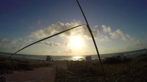 4K video of Beach through Reed at South Beach, Florida Stock Footage 61899551