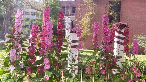 4K Video of beautiful flower in a garden. Stock Footage 325786853