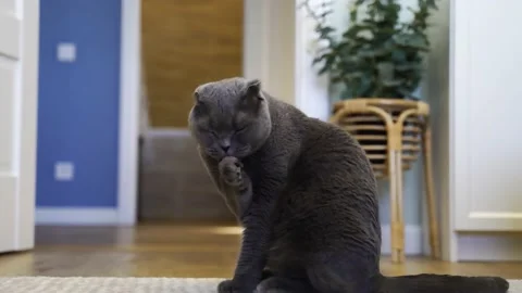 4k video. Beautiful gray cat of the Scottish Fold breed washes up at home Stock Footage 155843237