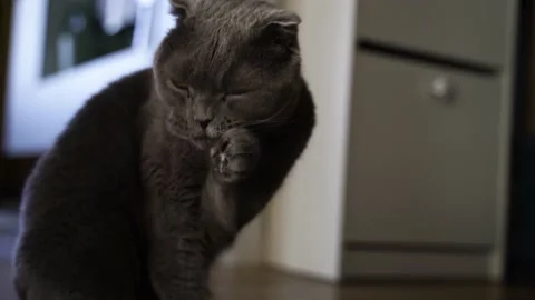 4k video. Beautiful gray cat of the Scottish Fold breed washes up at home Stock Footage 155843304
