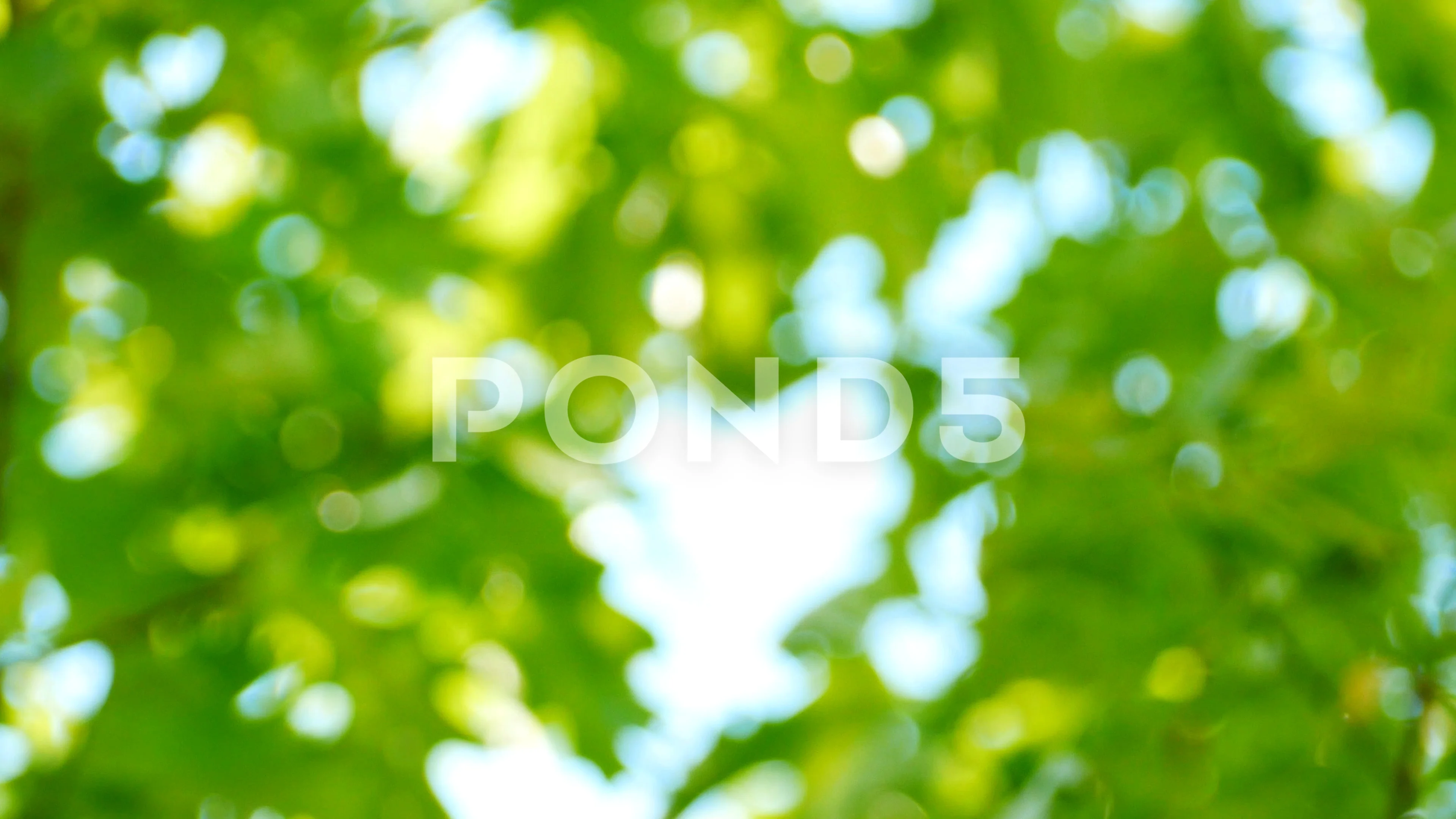 4K video of beautiful nature green bokeh... | Stock Video | Pond5