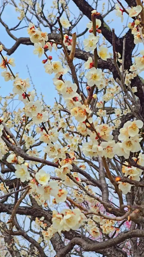 4K video. Beautiful Sakura Cherry Blossoms in Full Bloom During Spring in Japan Stock-Footage 331472581