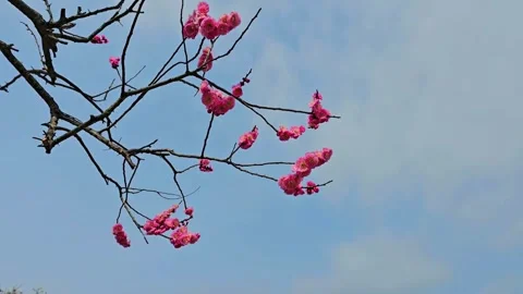 4K video. Beautiful Sakura Cherry Blossoms in Full Bloom During Spring in Japan Stock-Footage 331472607
