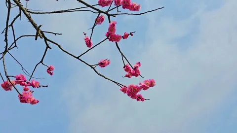 4K video. Beautiful Sakura Cherry Blossoms in Full Bloom During Spring in Japan Stock-Footage 331472608