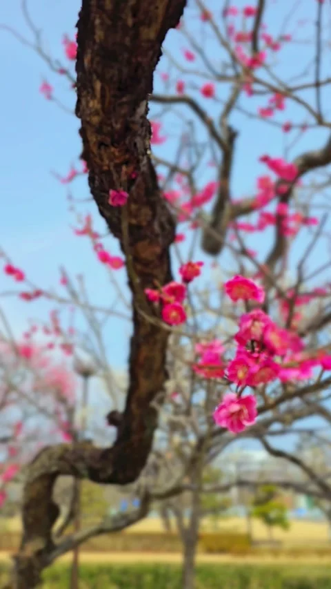 4K video. Beautiful Sakura Cherry Blossoms in Full Bloom During Spring in Japan Stock-Footage 331472624