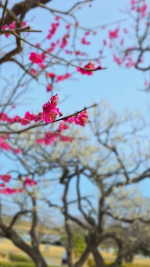 4K video. Beautiful Sakura Cherry Blossoms in Full Bloom During Spring in Japan Stock-Footage 331472644