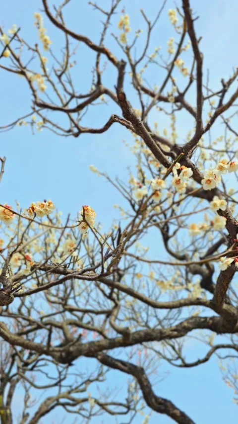 4K video. Beautiful Sakura Cherry Blossoms in Full Bloom During Spring in Japan Stock Footage 331472646