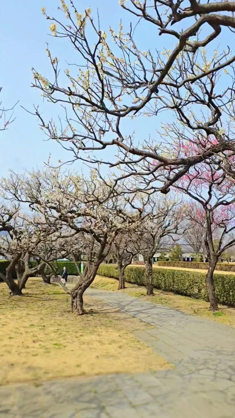 4K video. Beautiful Sakura Cherry Blossoms in Full Bloom During Spring in Japan Stock-Footage 331472648
