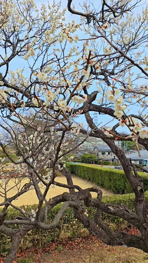 4K video. Beautiful Sakura Cherry Blossoms in Full Bloom During Spring in Japan Stock-Footage 331472703
