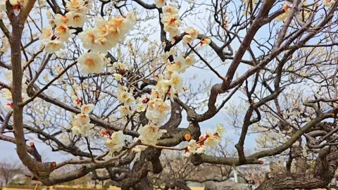 4K video. Beautiful Sakura Cherry Blossoms in Full Bloom During Spring in Japan Stock-Footage 331472705