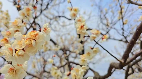 4K video. Beautiful Sakura Cherry Blossoms in Full Bloom During Spring in Japan Stock-Footage 331472712