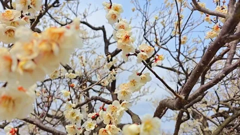 4K video. Beautiful Sakura Cherry Blossoms in Full Bloom During Spring in Japan Stock-Footage 331472726