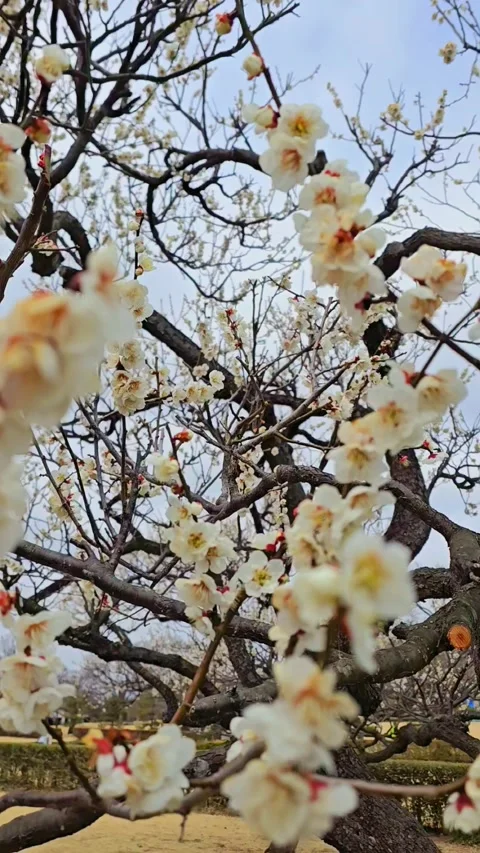 4K video. Beautiful Sakura Cherry Blossoms in Full Bloom During Spring in Japan Stock Footage 331472729