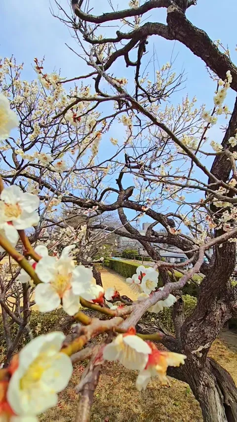 4K video. Beautiful Sakura Cherry Blossoms in Full Bloom During Spring in Japan Stock-Footage 331472745