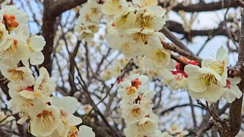 4K video. Beautiful Sakura Cherry Blossoms in Full Bloom During Spring in Japan Stock-Footage 331472746