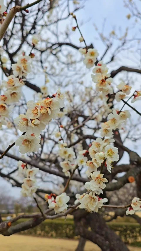 4K video. Beautiful Sakura Cherry Blossoms in Full Bloom During Spring in Japan Stock-Footage 331472753
