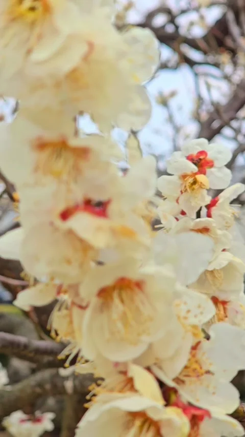 4K video. Beautiful Sakura Cherry Blossoms in Full Bloom During Spring in Japan Stock-Footage 331472763