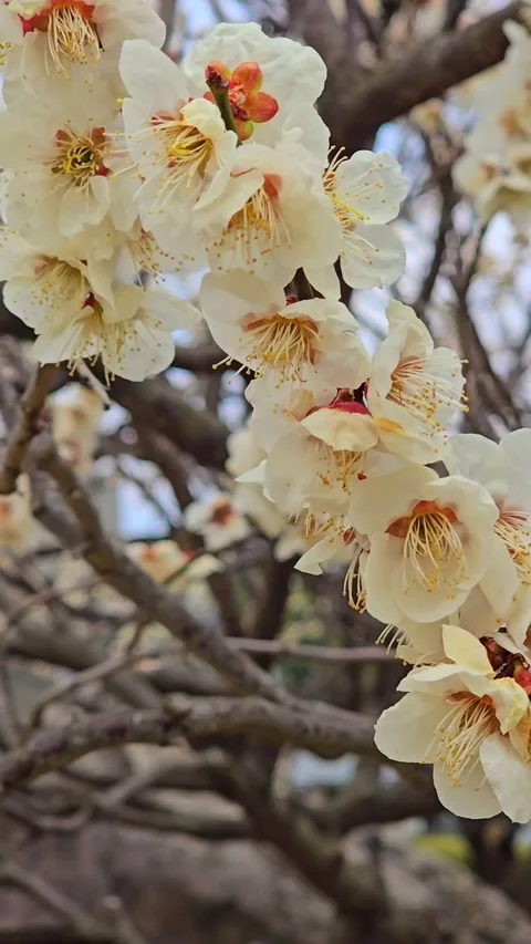 4K video. Beautiful Sakura Cherry Blossoms in Full Bloom During Spring in Japan Stock-Footage 331472769
