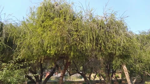 4K Video of beautiful tree. Stock Footage 300192776