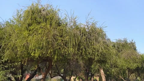 4K Video of beautiful tree. Stock Footage 300192860