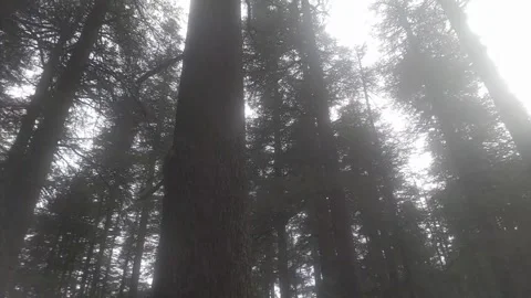 4K Video of beautiful tree in hills. Stock Footage 331304875
