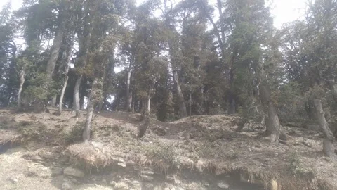 4K Video of beautiful tree, landscape in hills. 스톡 동영상 331592925