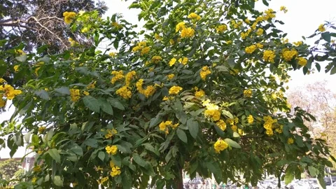 4K Video of beautiful tree with yellow flower . Stock Footage 300192576