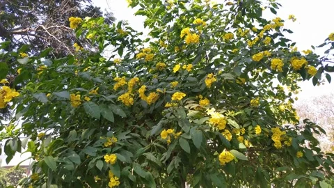 4K Video of beautiful tree with yellow flower . Video stock 300192602