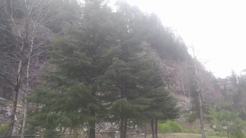 4K Video of beautiful trees in hilly area. Stock Footage 331451715