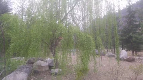 4K Video of beautiful trees in hilly area. 库存影片 331452094